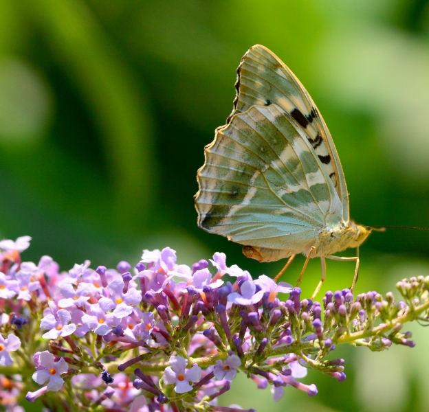 Argynnis paphia f. argyrea?